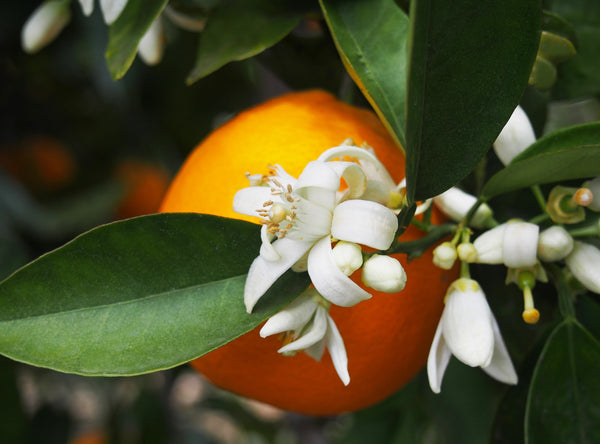 Ingredient Spotlight: Neroli & Orange Blossom