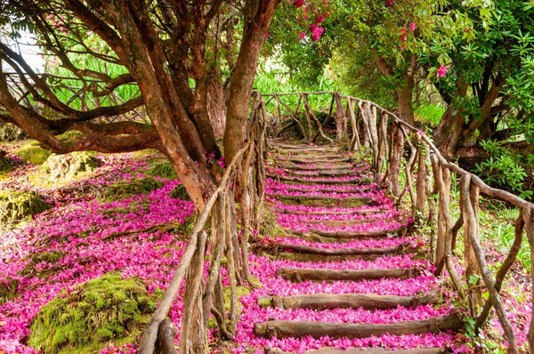From Music Notes to Fragrance Notes — My Journey from Singer to Perfumer
