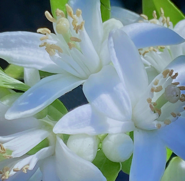 Introducing Neroli Noir Parfum — A Dance Between Shadow & Light