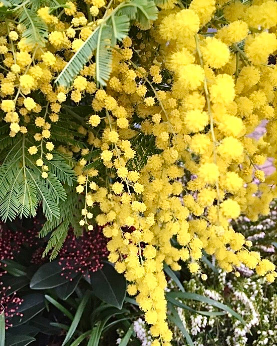 Rare & Precious: M is for Mimosa