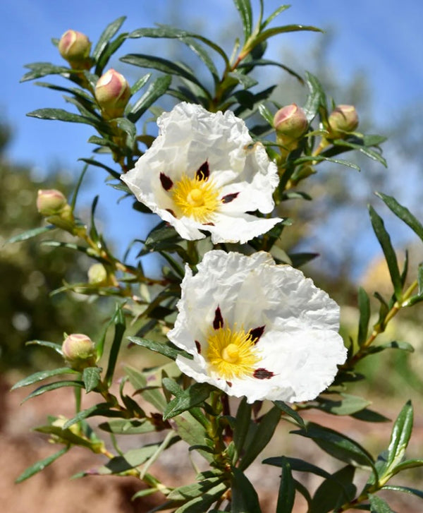 Balsamic Beauties: Labdanum & Cistus