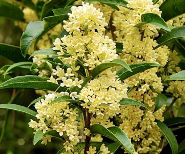 Fascinating Floral Notes: O is for Osmanthus